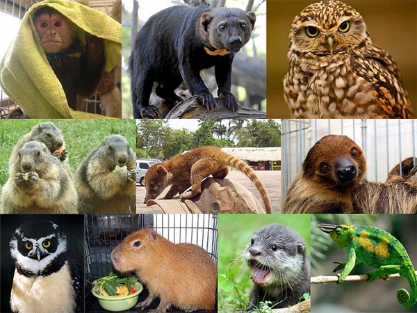 Vendita animali esotici in Giappone