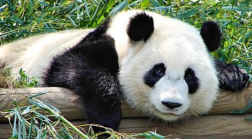 zoo-ueno-f