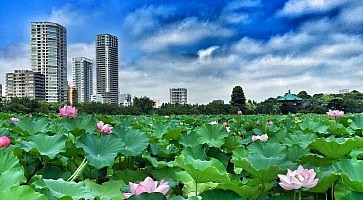 shinobazu-ueno-2