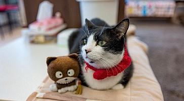 By: Kitty Mao