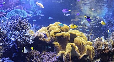 acquario-toba