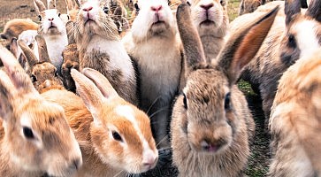 okunoshima