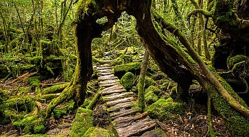 yakushima