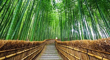 Path to bamboo forest, Arashiyama, Kyoto, Japan