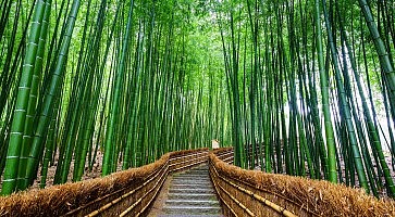 Path to bamboo forest, Arashiyama, Kyoto, Japan