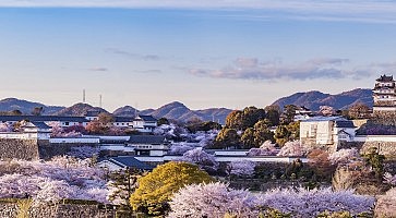 Japan Himeji castle with light up in sakura cherry blossom season