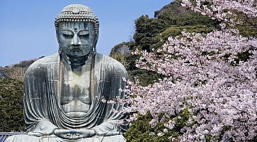 Kamakura Daibutsu with cherry blossoms