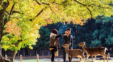Nara Part at fall