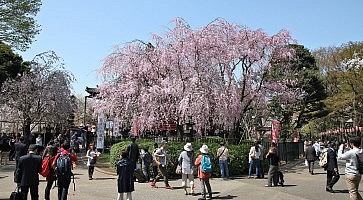 cosa-vedere-ueno