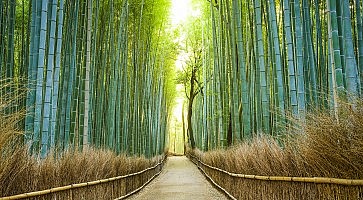Kyoto, Japan Bamboo Forest