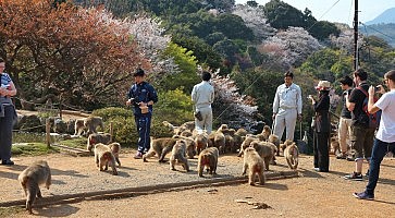 iwatayama