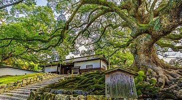 shoren-in-f