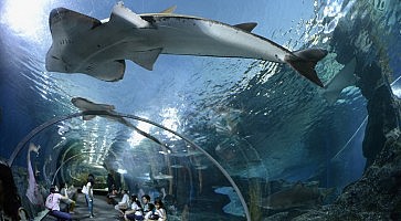 siam-ocean-world-f