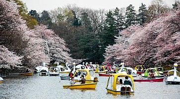 inokashira-f