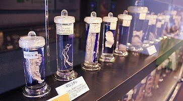 museo-parassiti-meguro-f